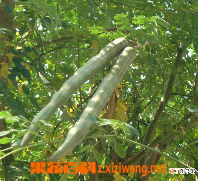 辣木的功效与作用