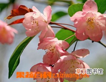 海棠花的功效与作用