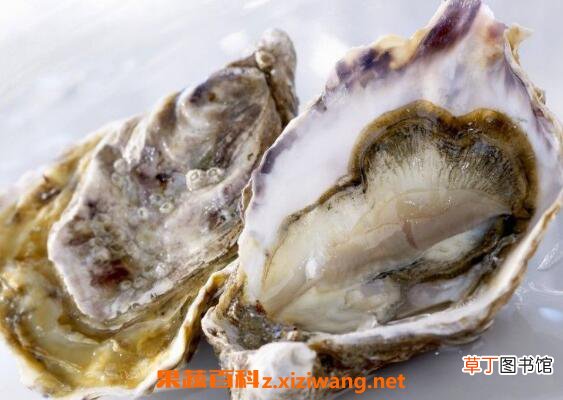 海蛎子和生蚝的区别 海蛎子的作用