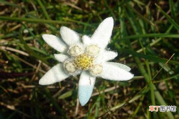 雪绒花的养殖方法和注意事项