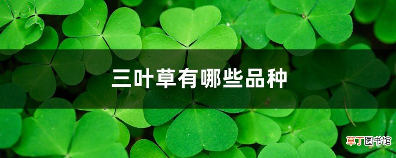 三叶草有哪些品种