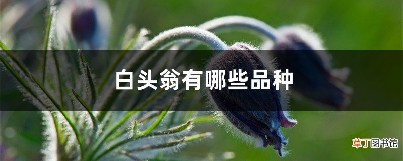 白头翁有哪些品种