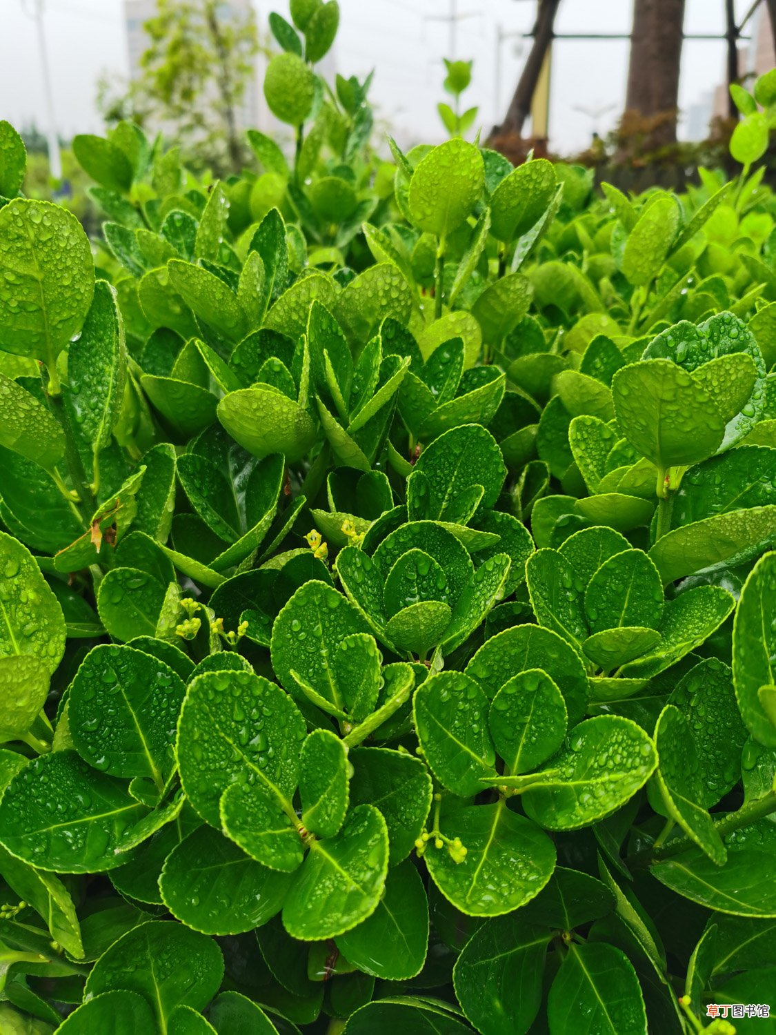 黄杨的品种有哪些