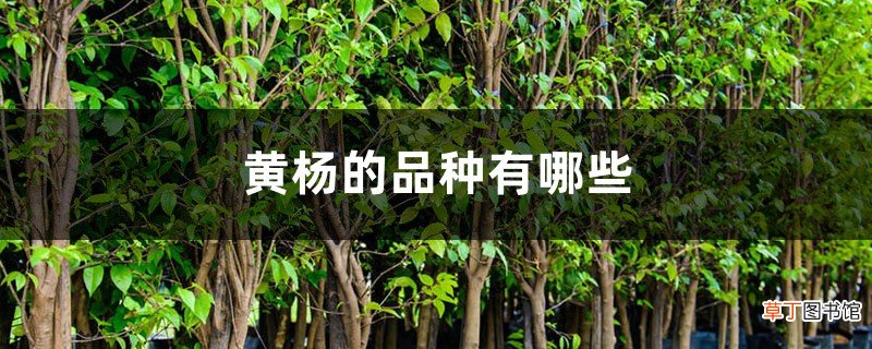 黄杨的品种有哪些