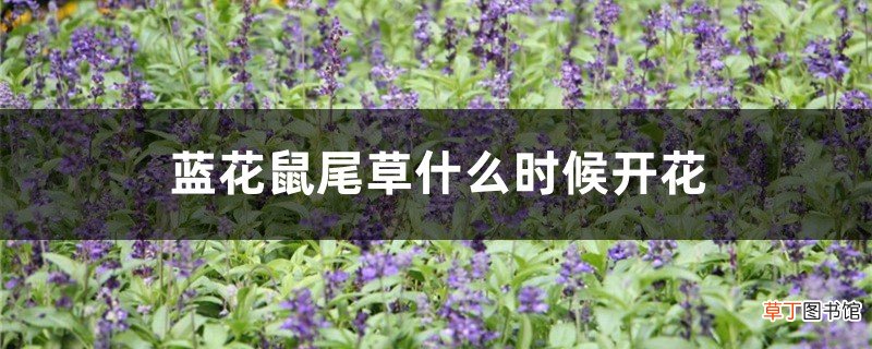蓝花鼠尾草什么时候开花