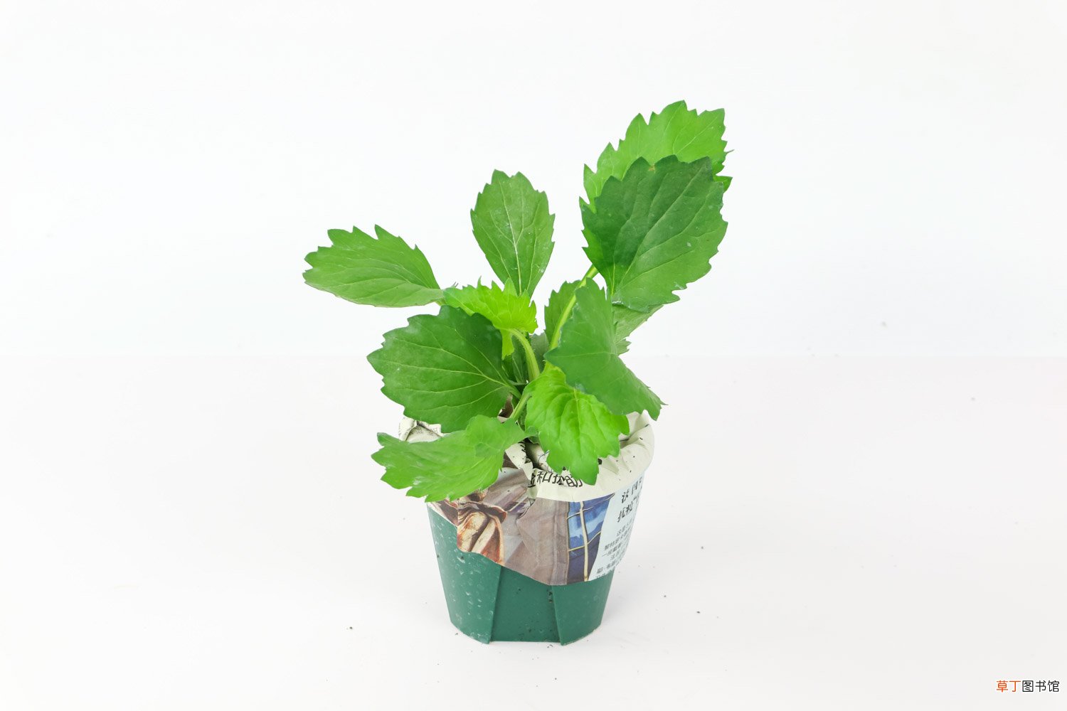 翠菊什么时候开花