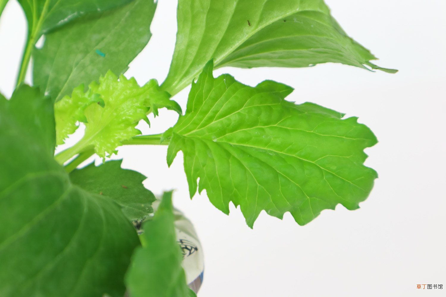 翠菊什么时候开花