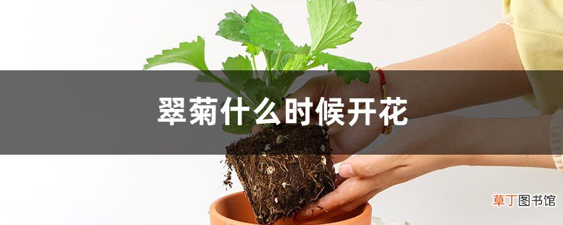 翠菊什么时候开花