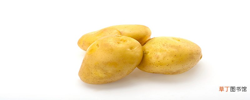 山药蛋属于山药还是土豆