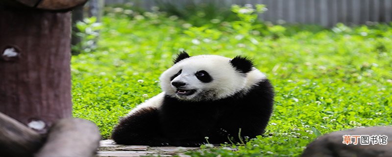 大熊猫的祖先属于食肉动物吗?