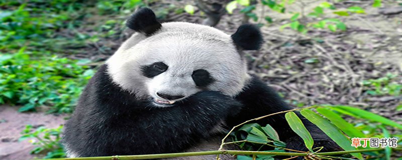 大熊猫的祖先属于食肉动物吗?