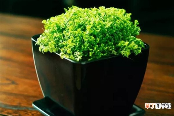 家里光照不好就种这16种花，不用管长得蹭蹭的