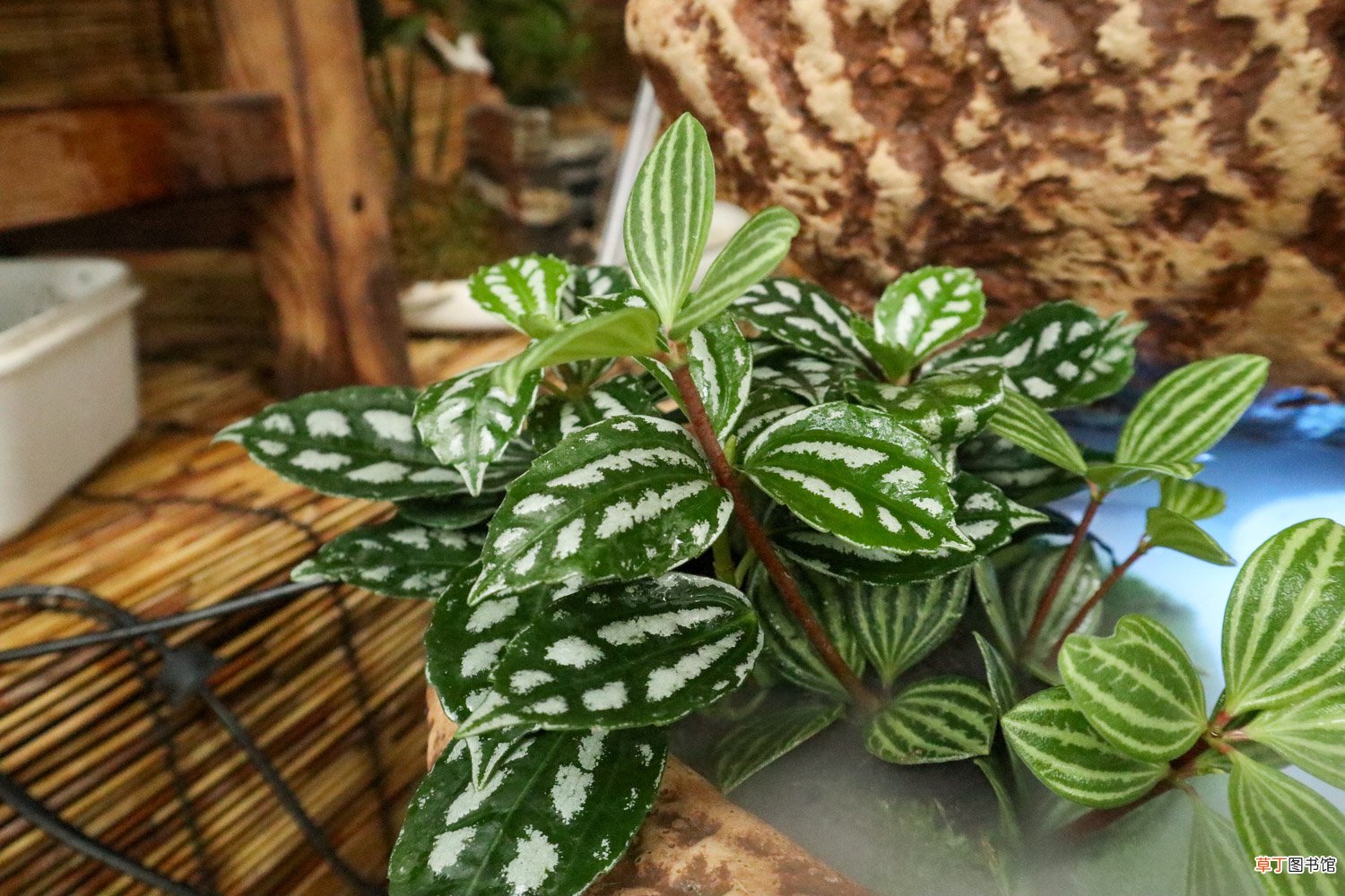 冷水花什么时候开花
