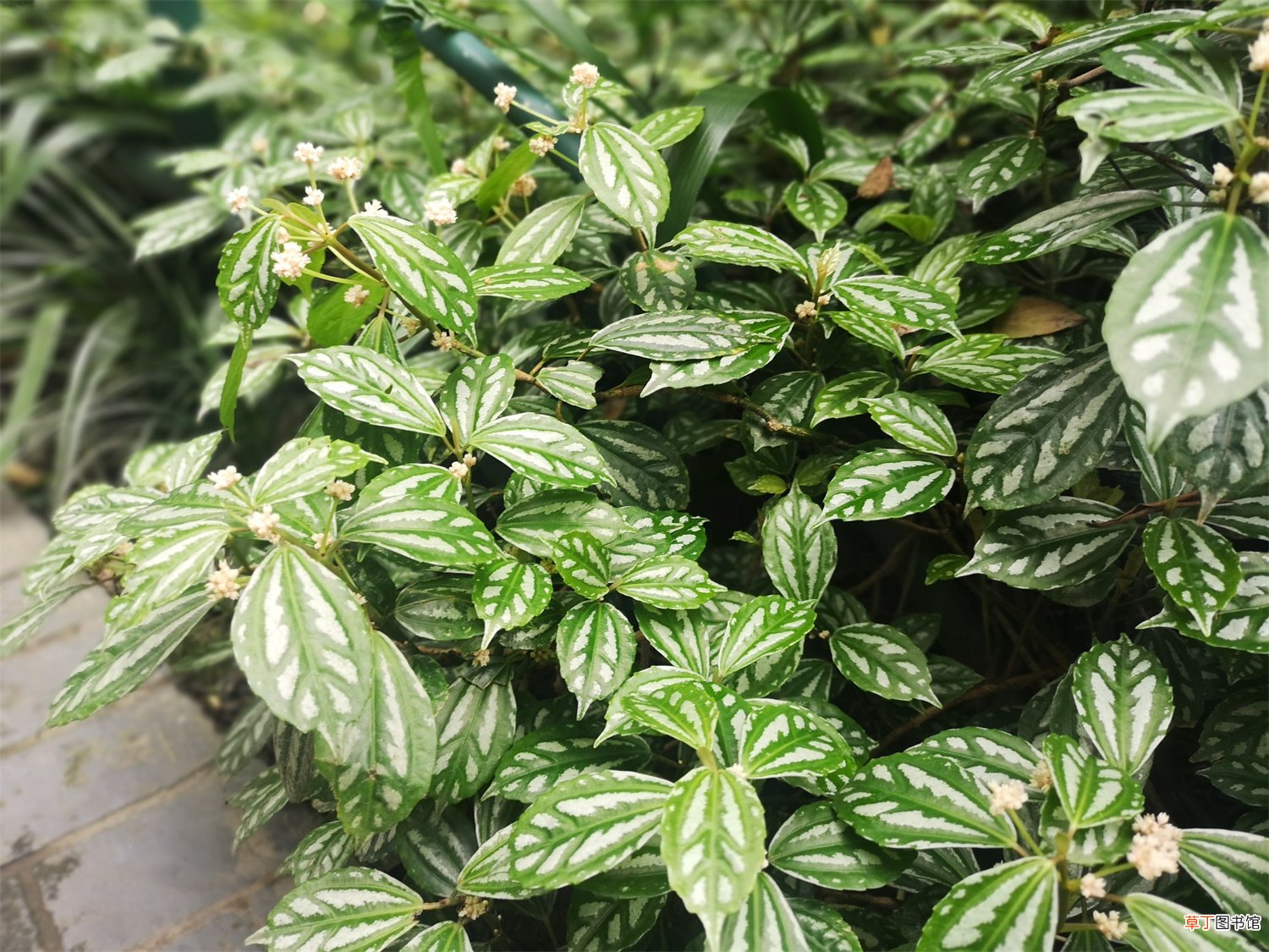 冷水花什么时候开花