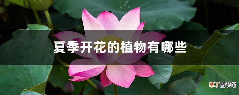 夏季开花的植物有哪些