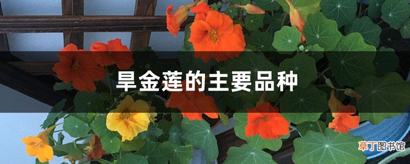 旱金莲的主要品种
