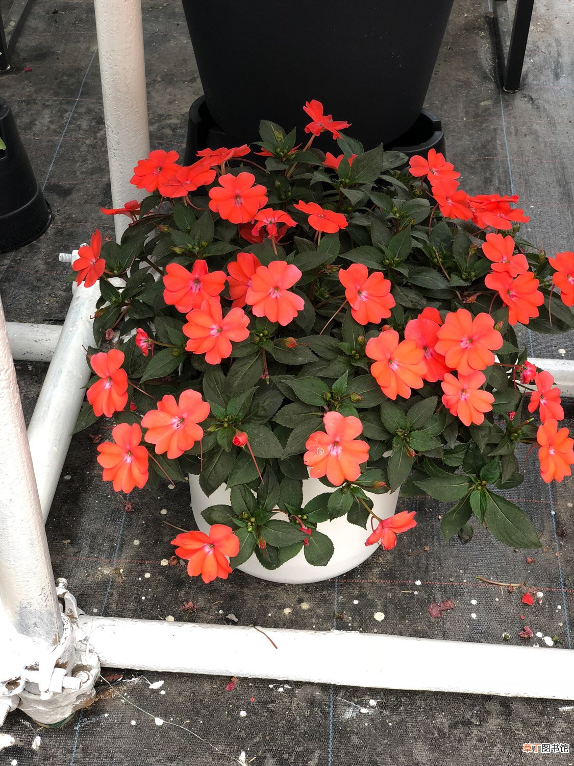 凤仙花可以放室内吗
