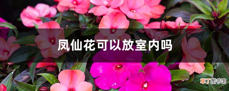 凤仙花可以放室内吗