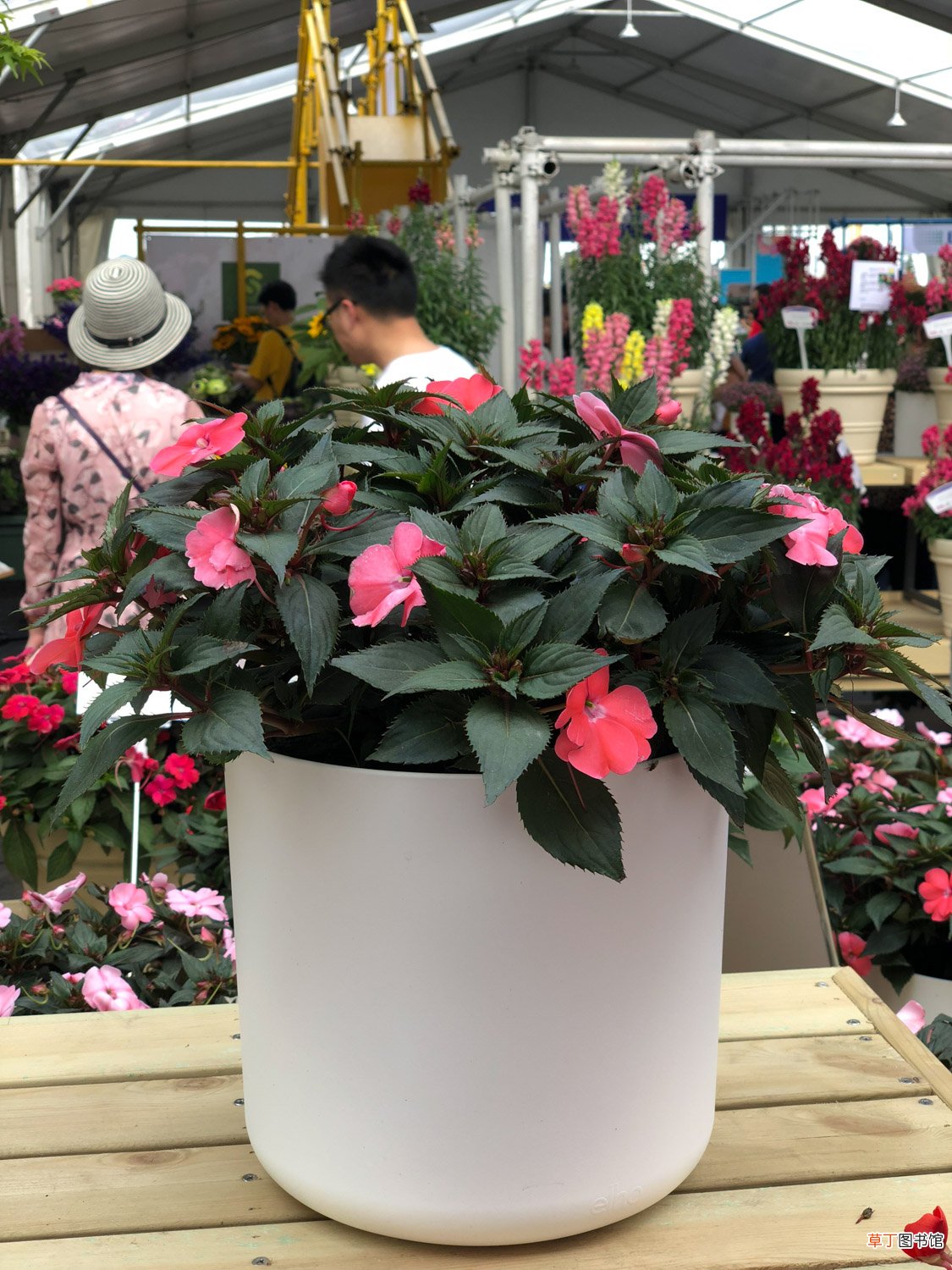 凤仙花可以放室内吗