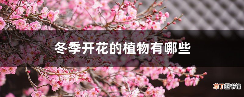 冬季开花的植物有哪些
