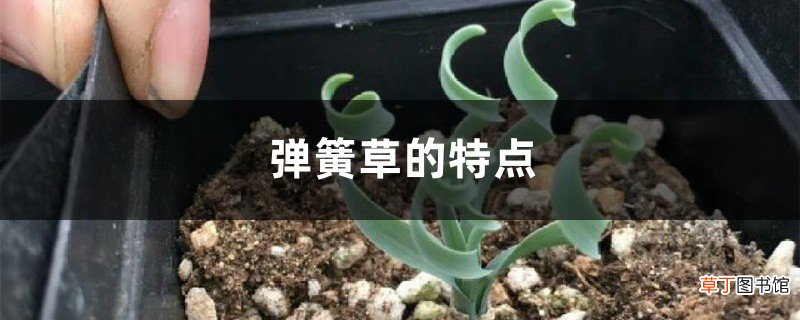 弹簧草的特点