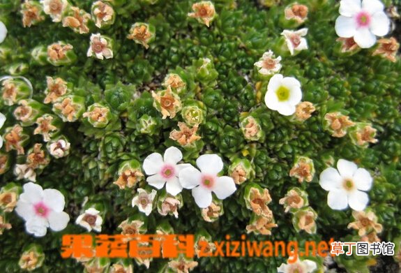 垫状点地梅的功效与作用