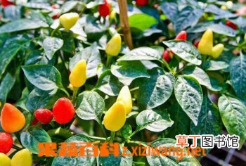 观赏椒的功效品种与养殖条件
