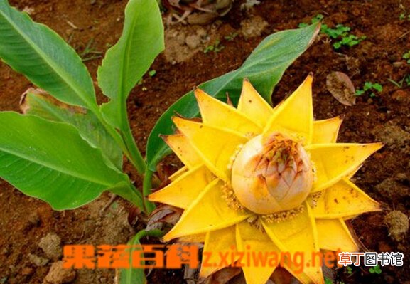 地涌金莲的功效与作用