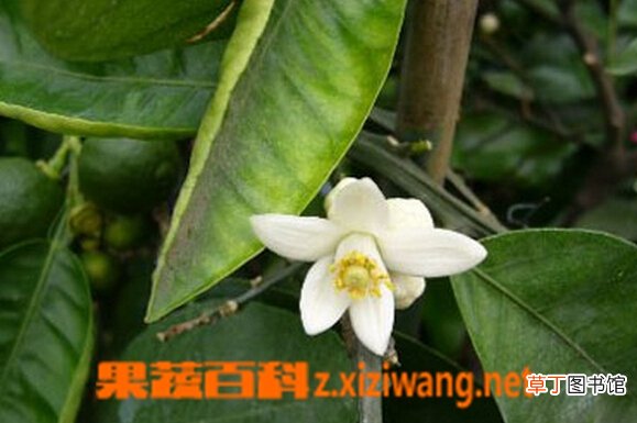 代代花枳的功效与作用