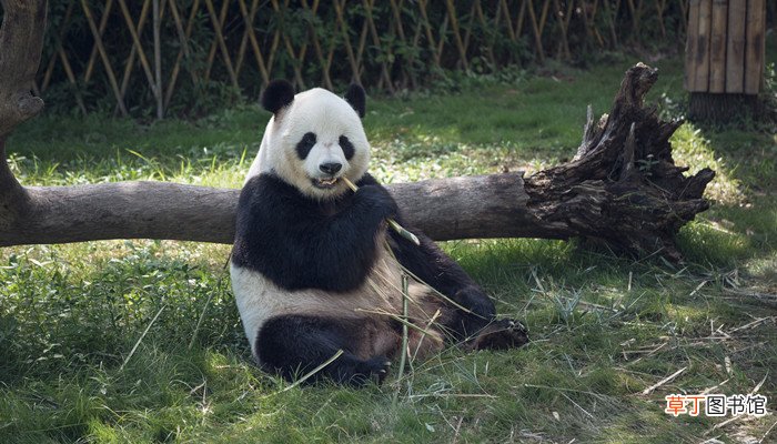 大熊猫一般吃什么