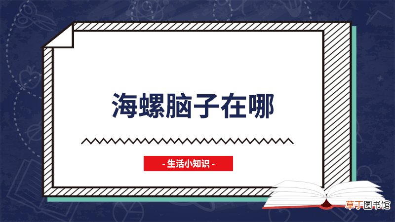 海螺脑子在哪