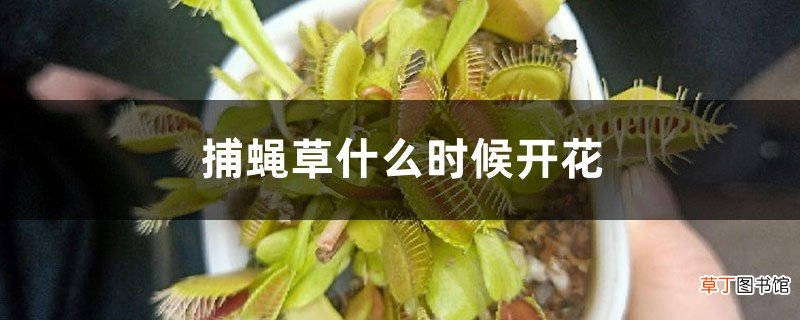 捕蝇草什么时候开花