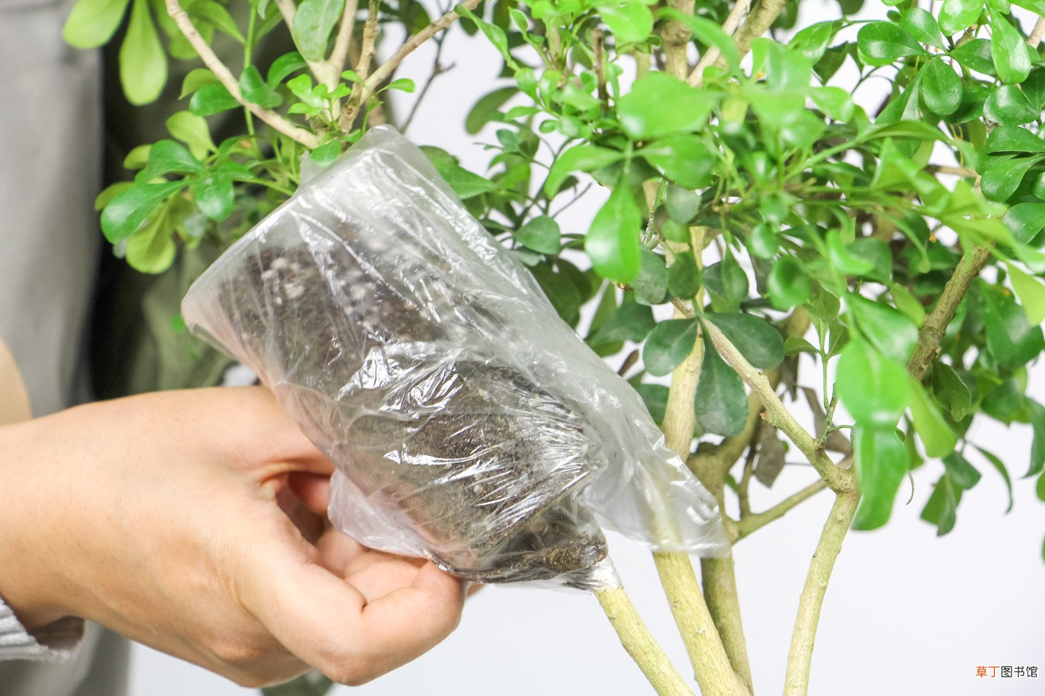 米兰花什么时候开花
