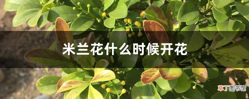 米兰花什么时候开花