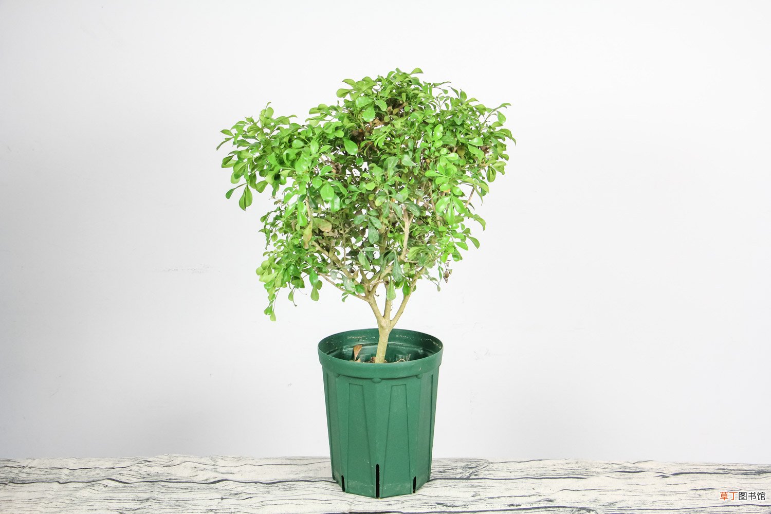 米兰花什么时候开花