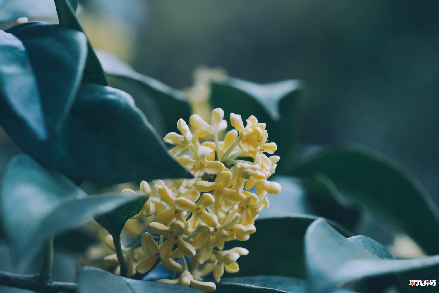 桂花播种注意事项