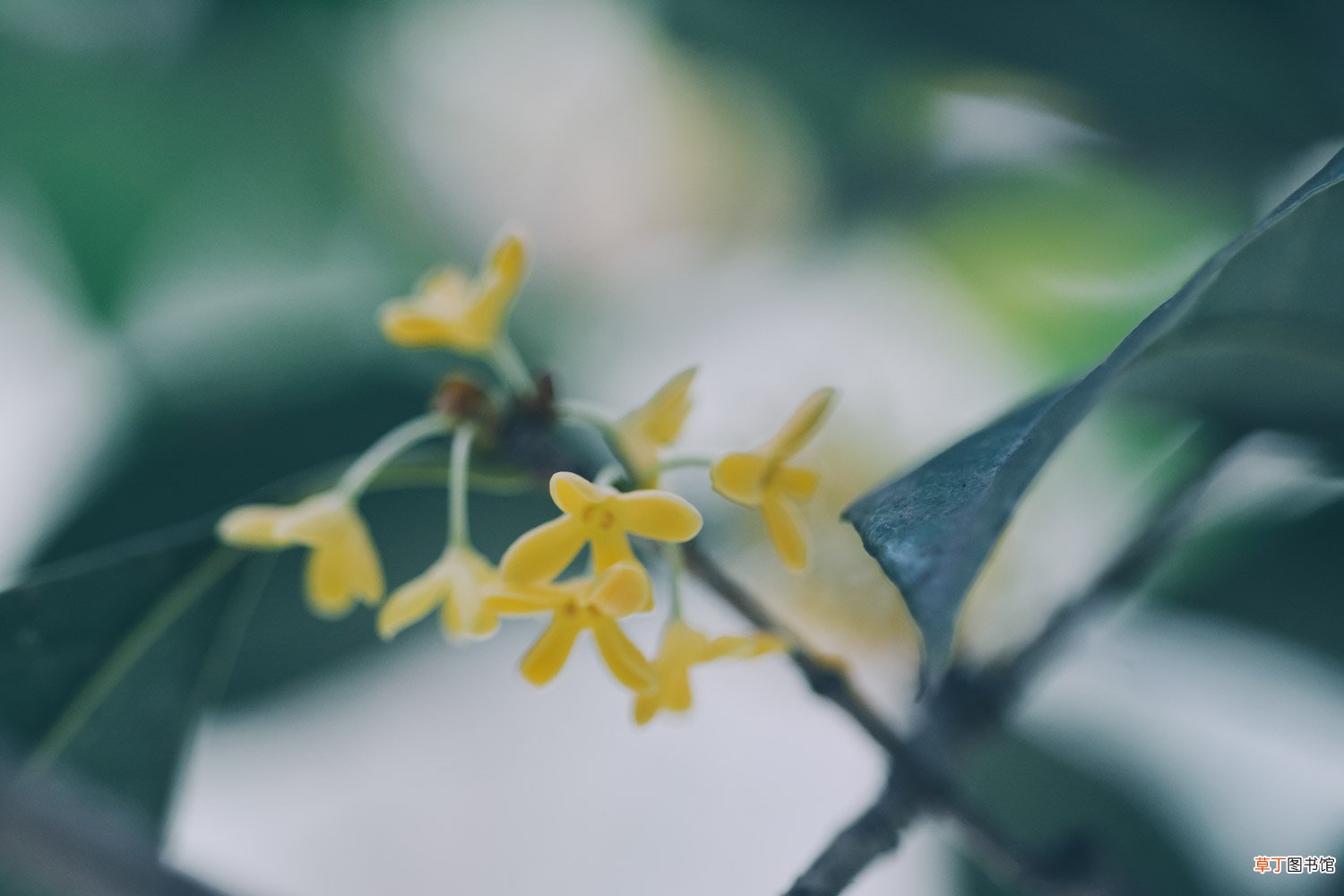 桂花播种注意事项