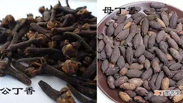 公丁香和母丁香怎么区别