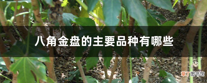 八角金盘的主要品种有哪些