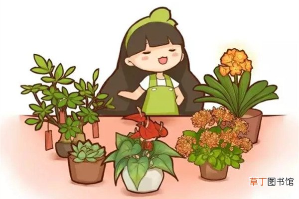 看你是什么人，适合养什么花
