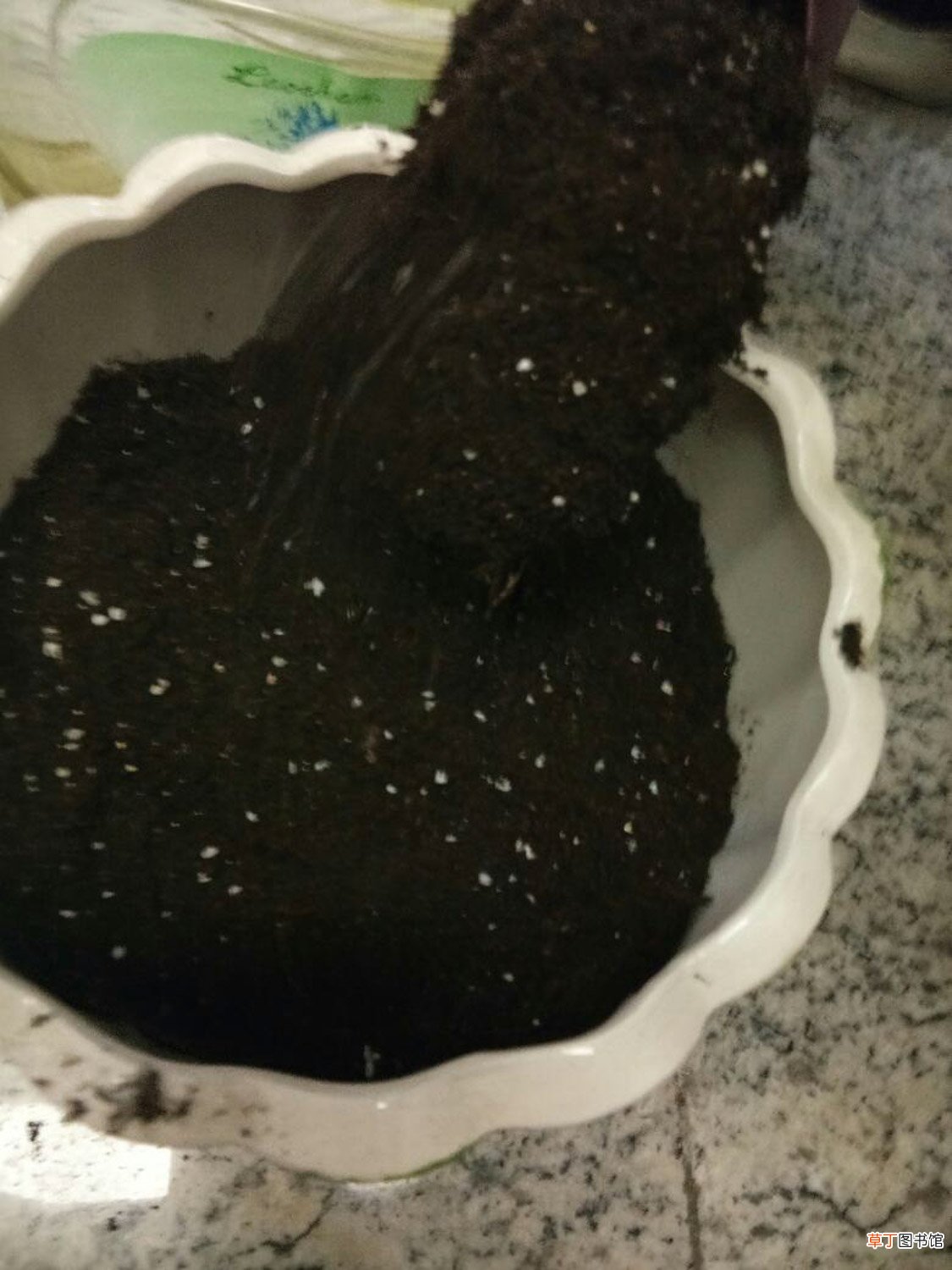 多肉也能长成大树，太霸气了