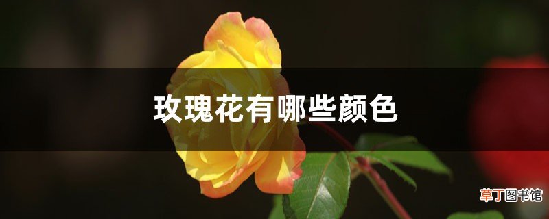 玫瑰花有哪些颜色