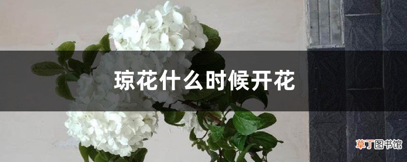 琼花什么时候开花