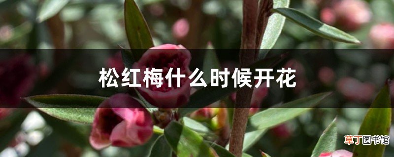 松红梅什么时候开花