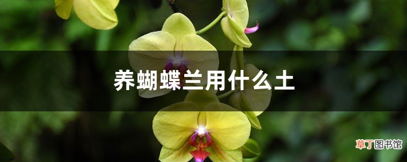 养蝴蝶兰用什么土