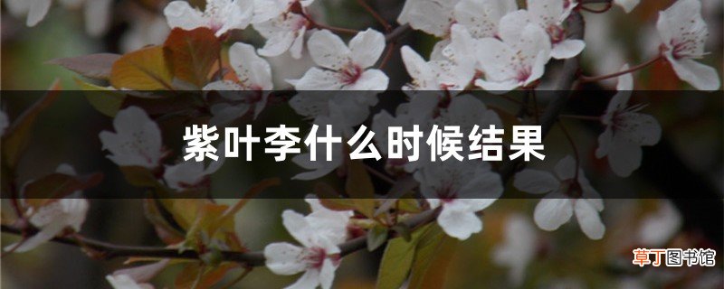 紫叶李什么时候结果