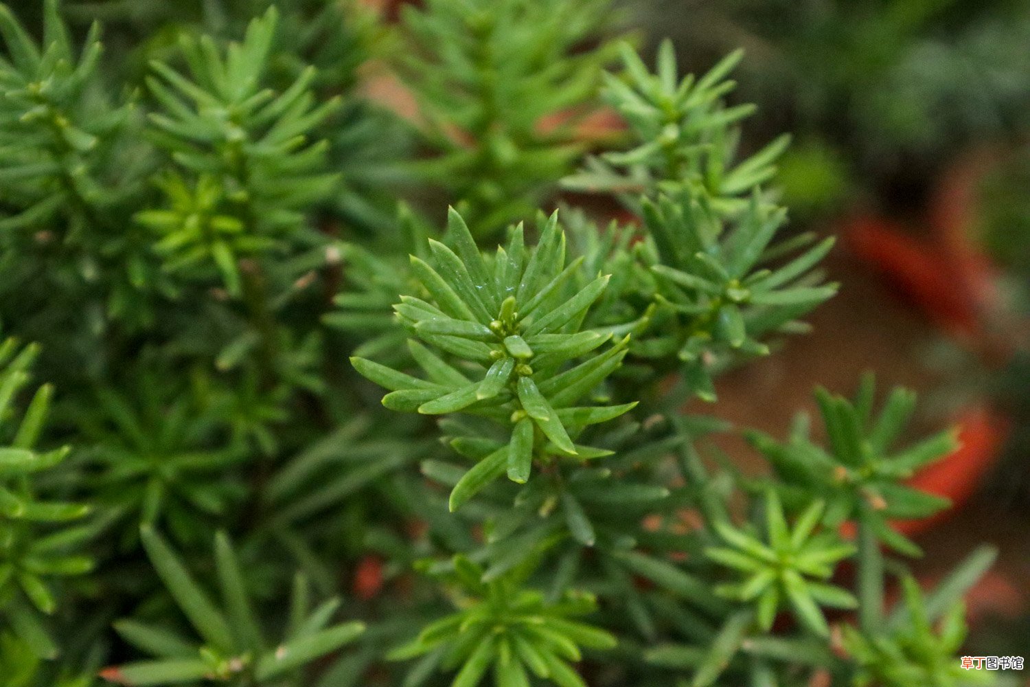 红豆杉几月份开花结果