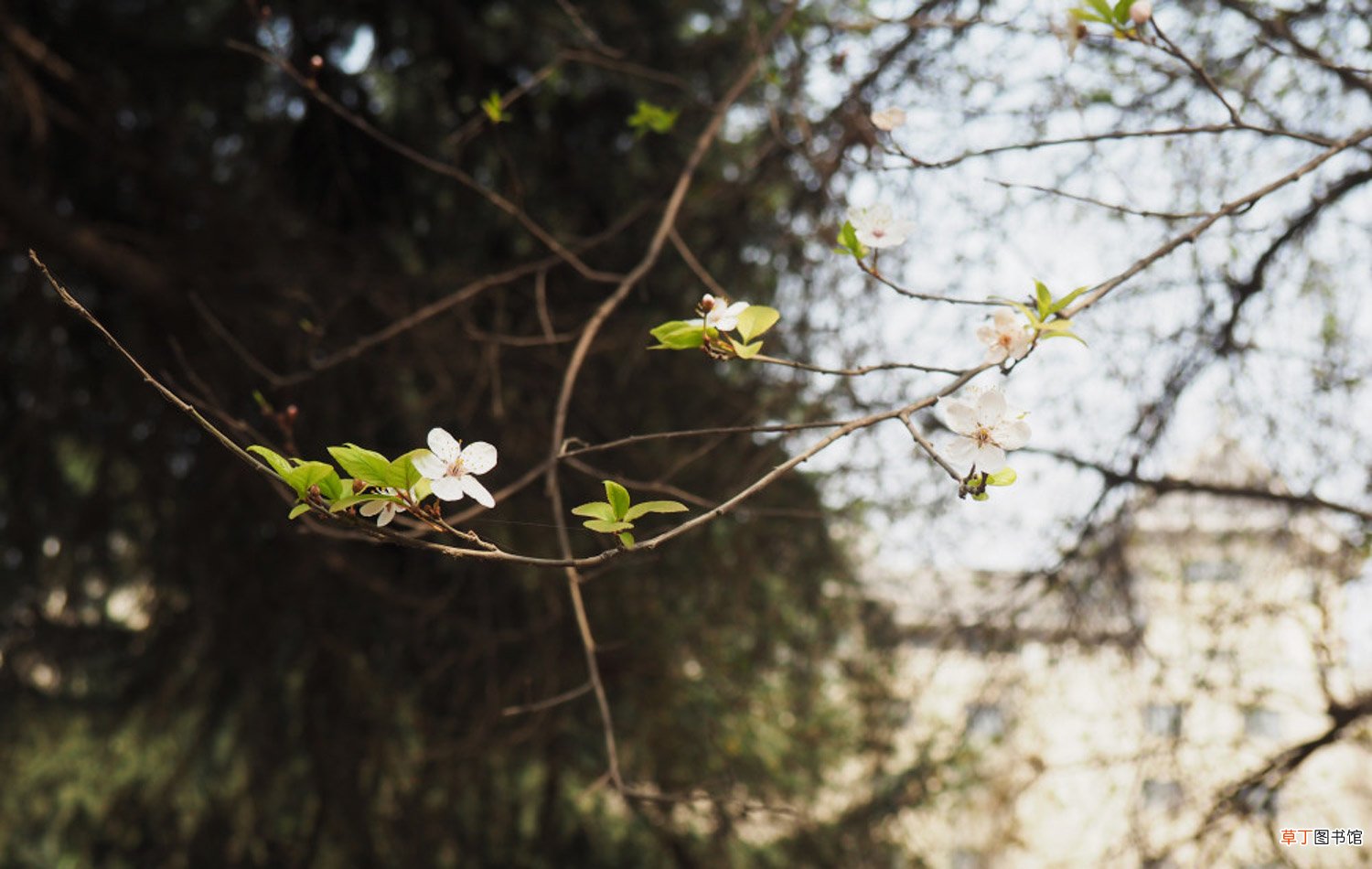 紫叶李什么时候开花