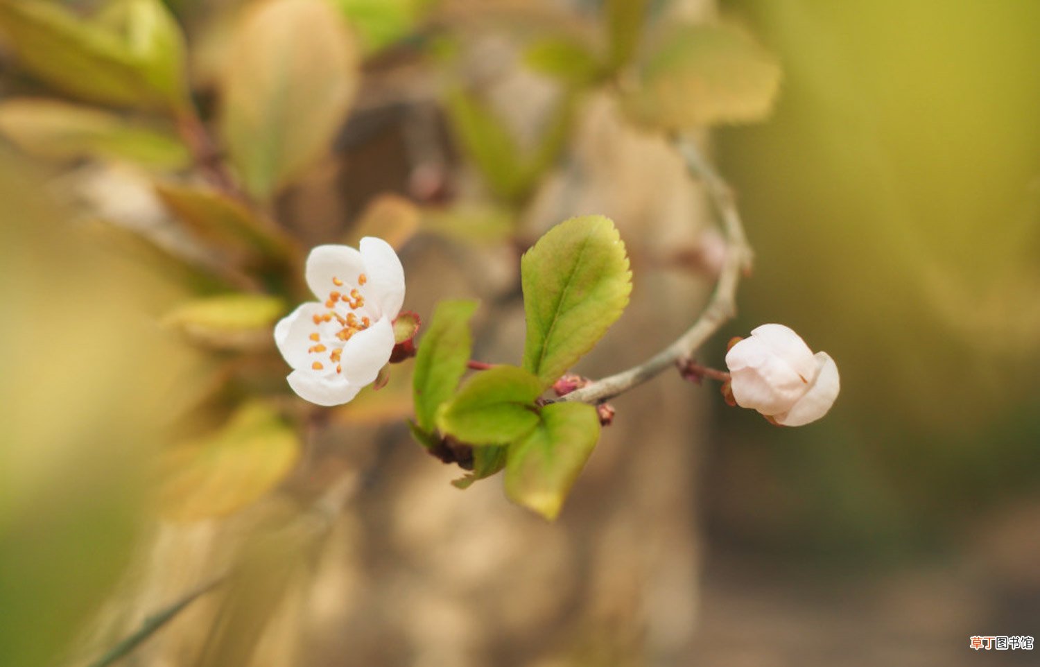 紫叶李什么时候开花