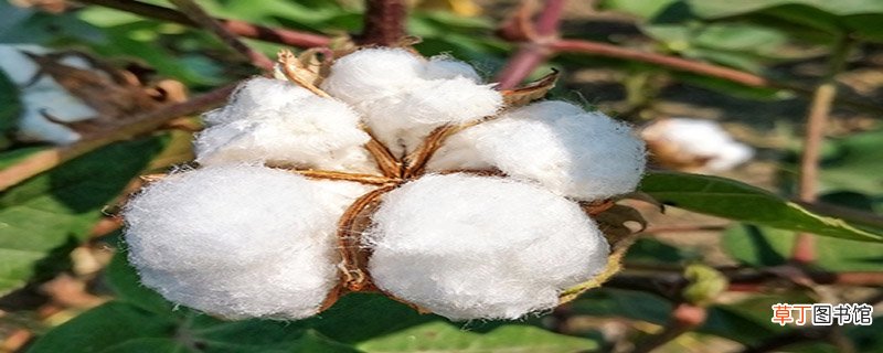 水洗棉花和棉花的区别是什么